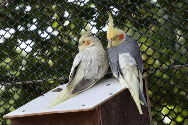 Male vs Female Cockatiel