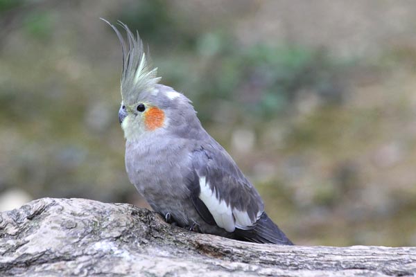 Should I Cover My Cockatiels Cage At Night