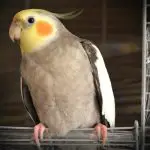 What Age Do Cockatiels Stop Laying Eggs