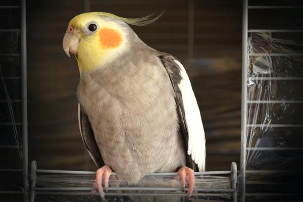 What Age Do Cockatiels Stop Laying Eggs