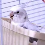 When Do Baby Cockatiels Eat On Their Own