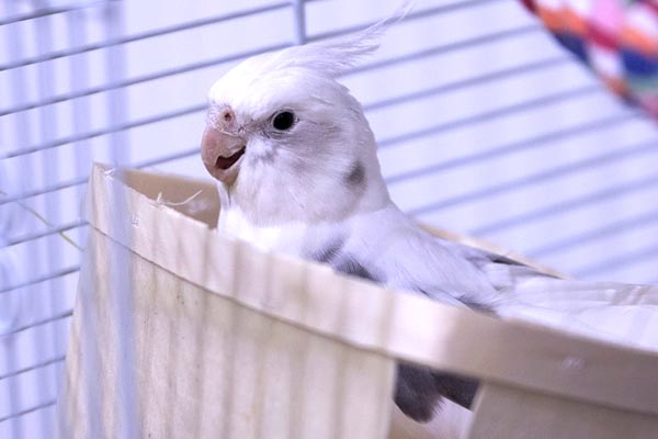 When Do Baby Cockatiels Eat On Their Own