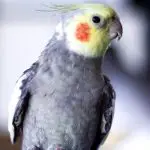 Why Do Cockatiels Have Orange Cheeks
