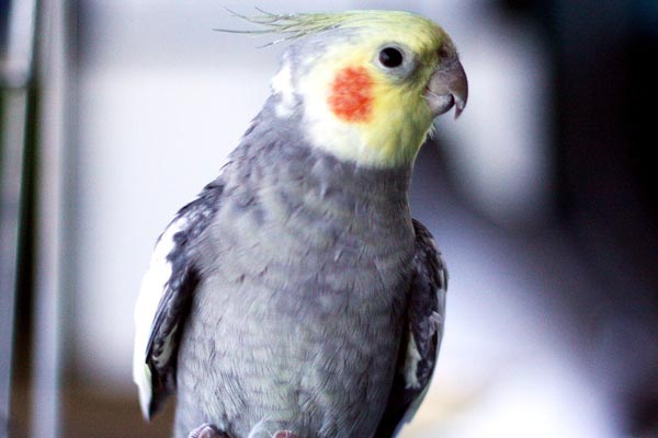 Why Do Cockatiels Have Orange Cheeks