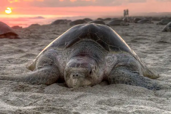 Why Do Tortoises Burrow Underground