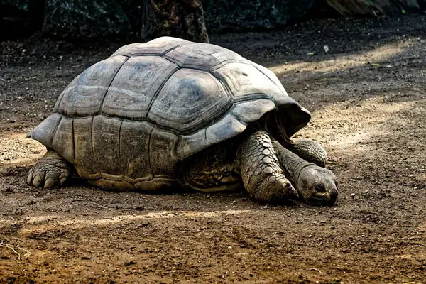 how often do tortoises poop