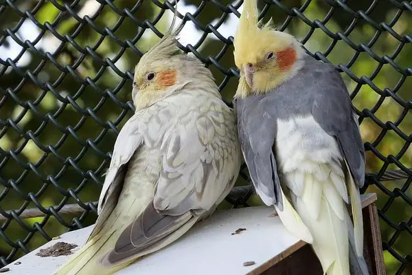 Cinnamon Cockatiel