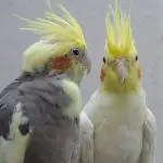 Is the Cockatiel the Right Pet Bird for You