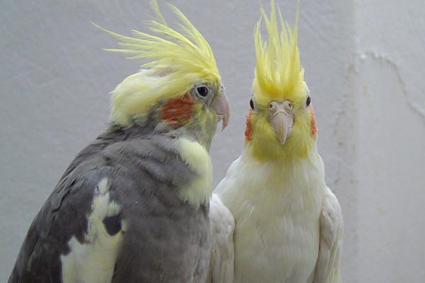 Is the Cockatiel the Right Pet Bird for You