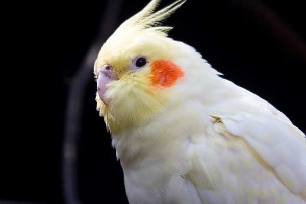 Can Cockatiels Eat Raisins