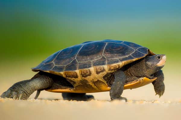 How Long Do Turtles Sleep