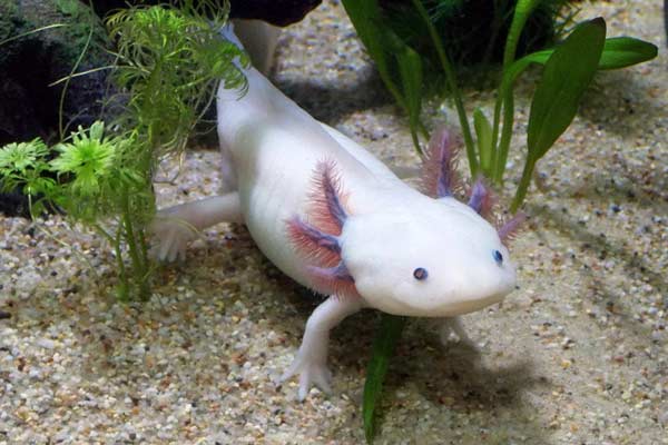 Are Axolotls Aggressive