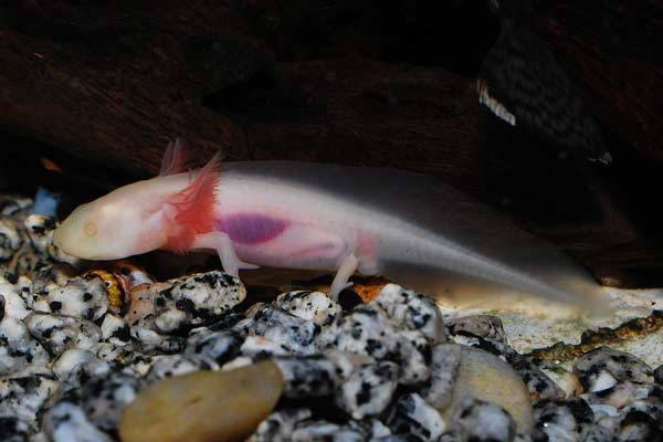 Are Axolotls Blind