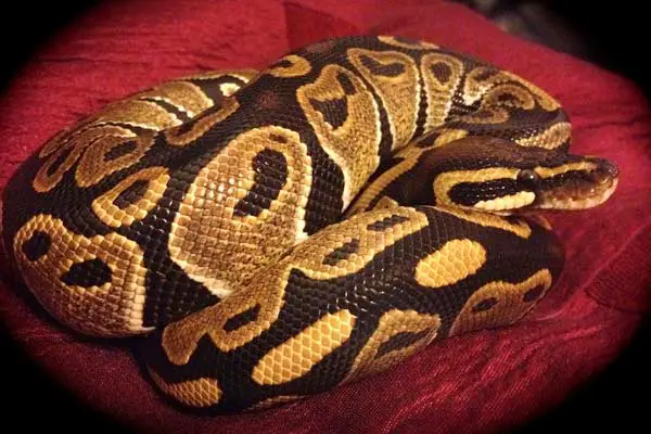 Are Ball Pythons Nocturnal