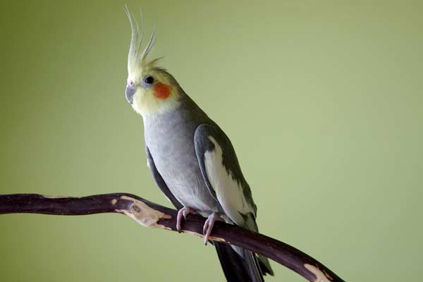 Are Cockatiels Hypoallergenic