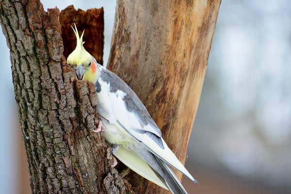 Are Cockatiels Sensitive to Smells