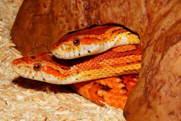 Can Corn Snakes Swim