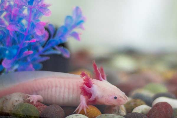 Do Axolotls Get Lonely