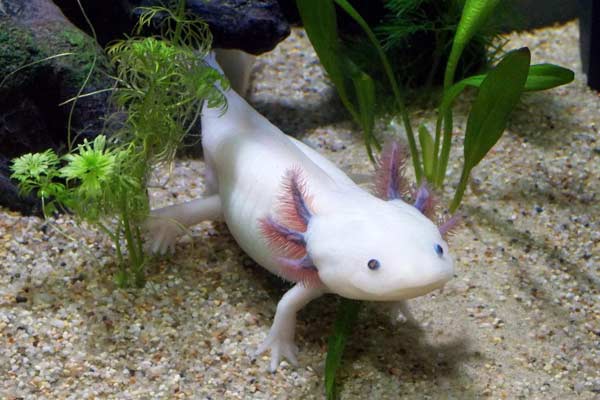 Do Axolotls Need A Filter