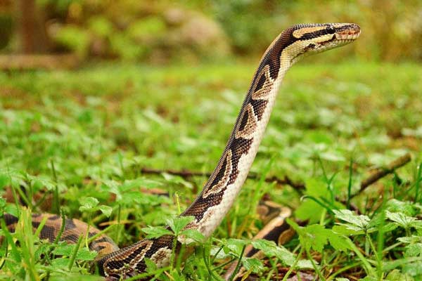 Do Ball Pythons Like to Climb