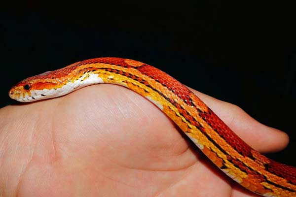 Do Corn Snakes Burrow