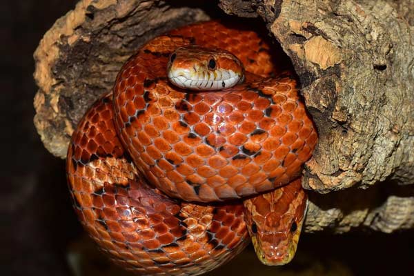 Do Corn Snakes Hibernate