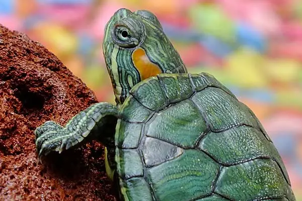 Do Turtles Change Colors?