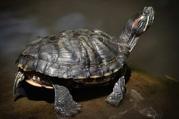 Do Turtles Have Feelings?