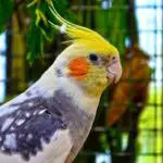 How Long Can Cockatiels Go Without Food