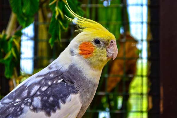 How Long Can Cockatiels Go Without Food