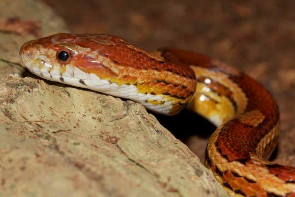 How Long Can a Corn Snake Go Without Food, Water & Heat