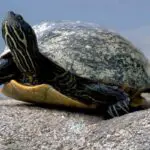 How Long Can a Turtles go Without Food and Water