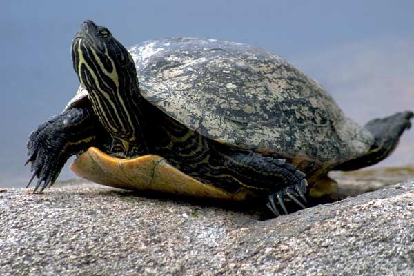 How Long Can a Turtles go Without Food and Water