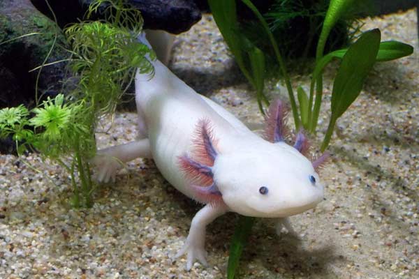 How Often Do Axolotls Poop