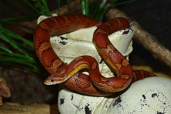 How Often do Corn Snakes Poop