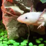 How to Clean an Axolotl Tank