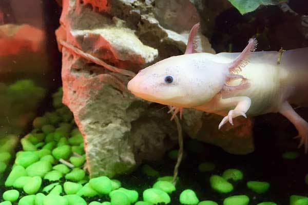 How to Clean an Axolotl Tank