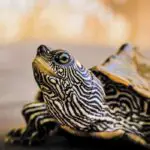 Is Turtle Pee Harmful to Humans