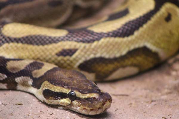 Why Ball Python Smell Bad