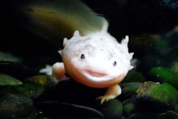 Why Do Axolotls Make Noise