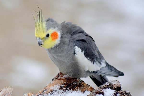 Why Do Cockatiels Grind Their Beaks