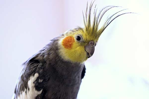 Why Is My Cockatiel Biting His Cage