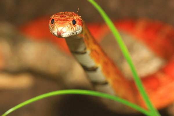 Why Won’t My Corn Snake Eat? 6 Things to Know