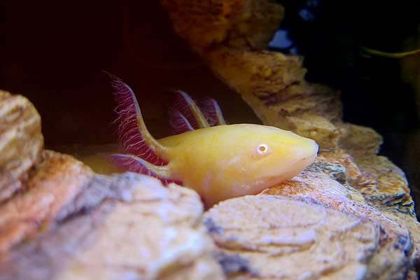 do axolotls need air or Air Pump