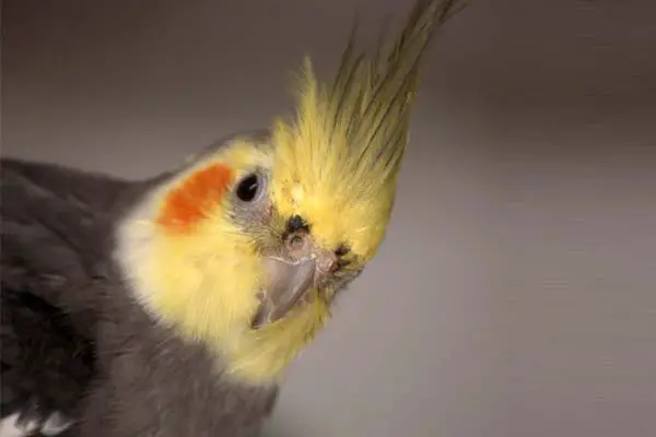 Are Cockatiels Aggressive? A Comprehensive Guide to Their Behavior Patterns