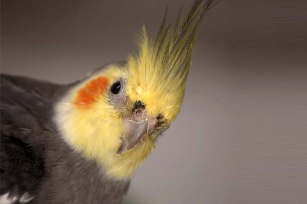 Are Cockatiels Aggressive