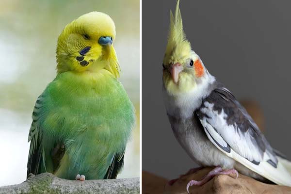 Cockatiel vs. Budgie