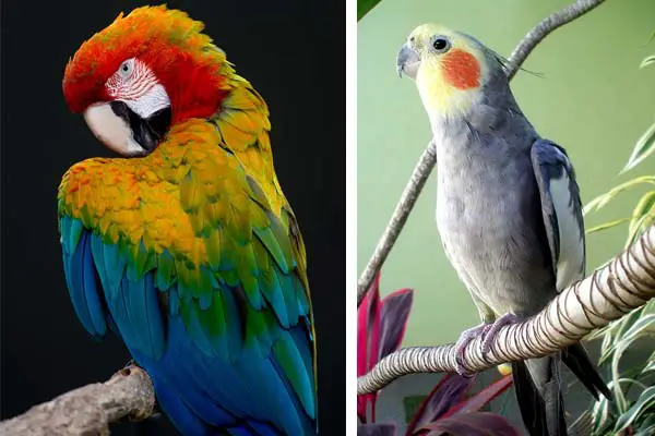 Cockatiel vs. Parrot: A Comprehensive Guide to Choosing Your Ideal Companion!