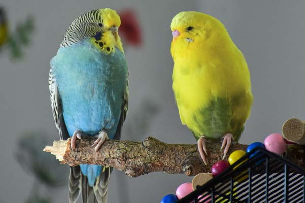 How Long Do Parakeets Live