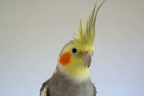 When Do Cockatiels Start Flying